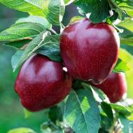 Саджанець Яблуня Ред Джонапринц (карликова підщепа)